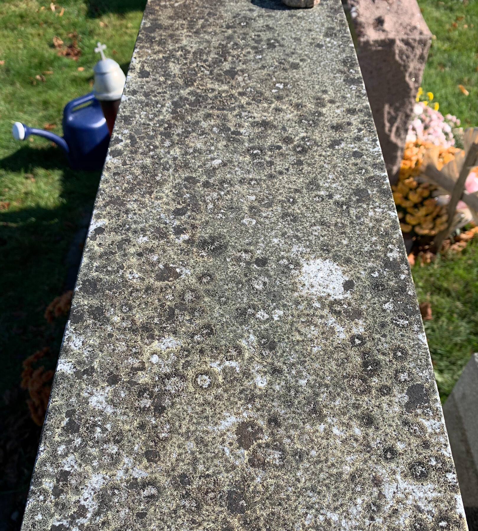 Close-up of a granite monument top heavily covered in lichen and biological growth before professional cleaning